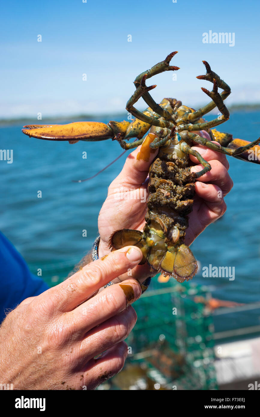 A lobster carrying eggs on her pleopods, indicating an active breeding