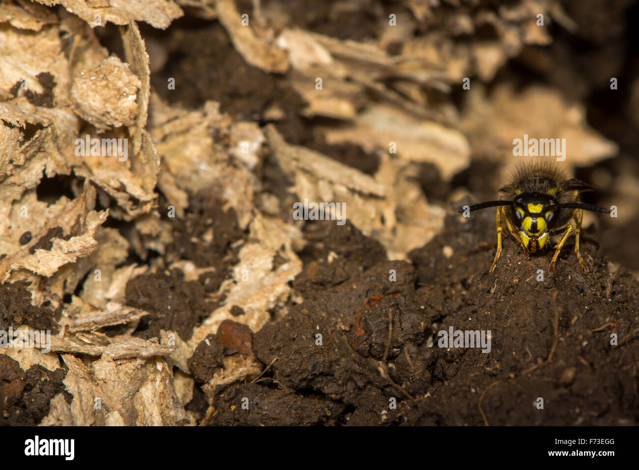 Common wasp (Vespula vulgaris) on guard by disturbed underground nest Stock Photo