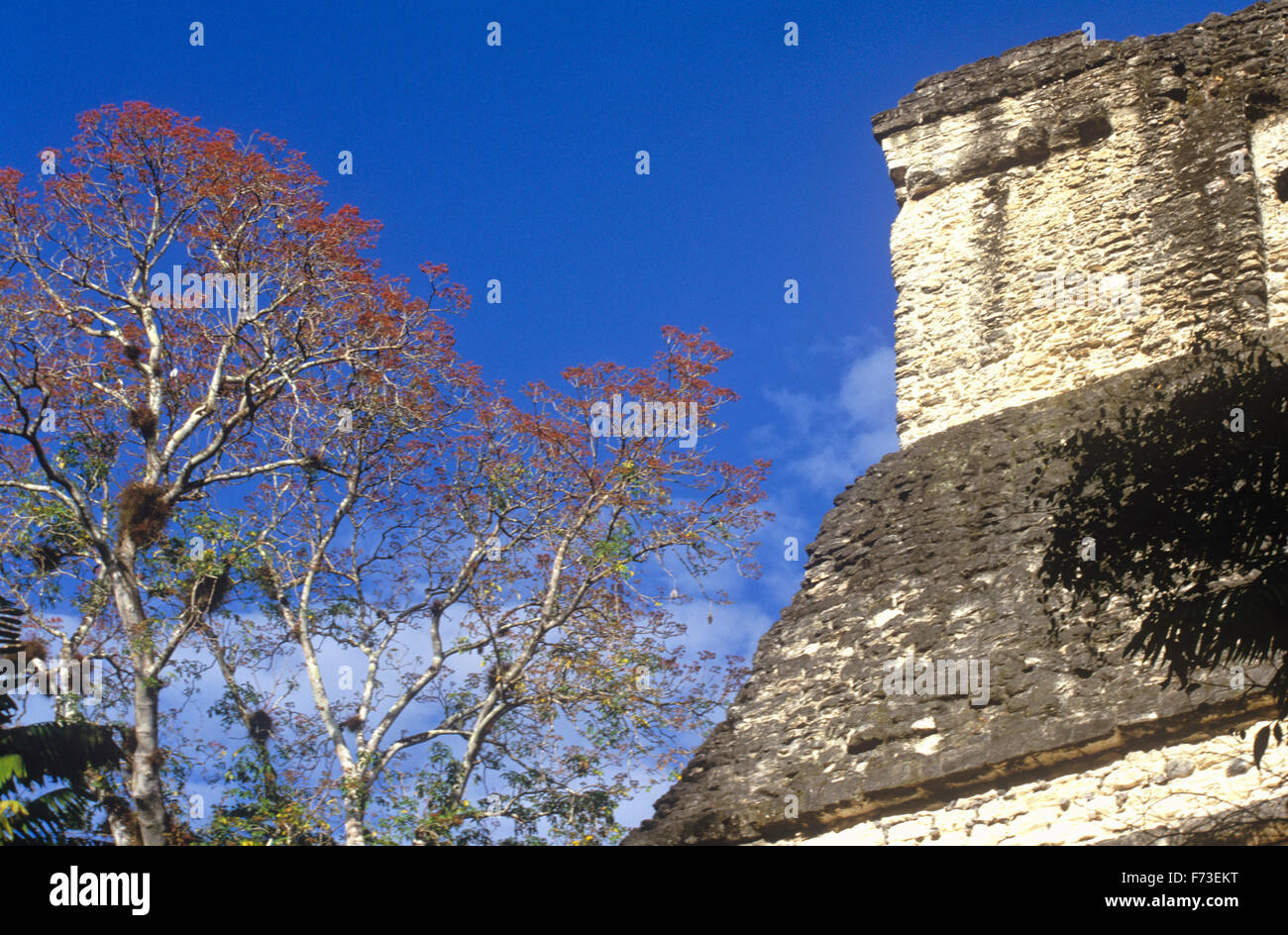 Spring brings blossoms to the amapola tree at Tikal National Park, Guatemala. Stock Photo