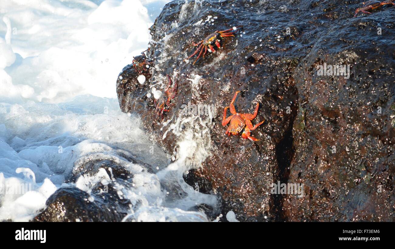 Sally lightfoot crabs (Grapsus grapsus) walk across volcanic rocks in the Galapagos Islands. Stock Photo