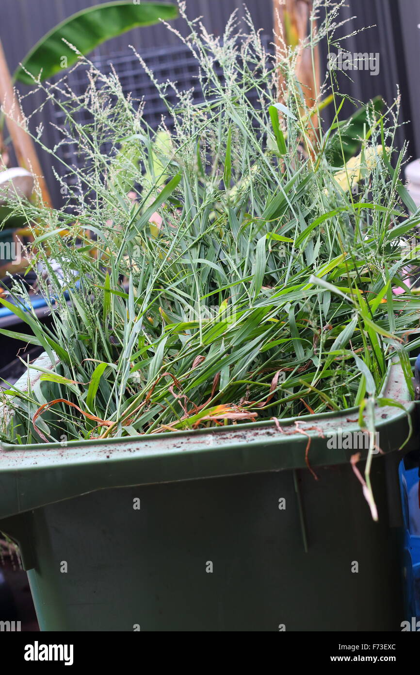 Grass clippings in green rubbish bin Stock Photo