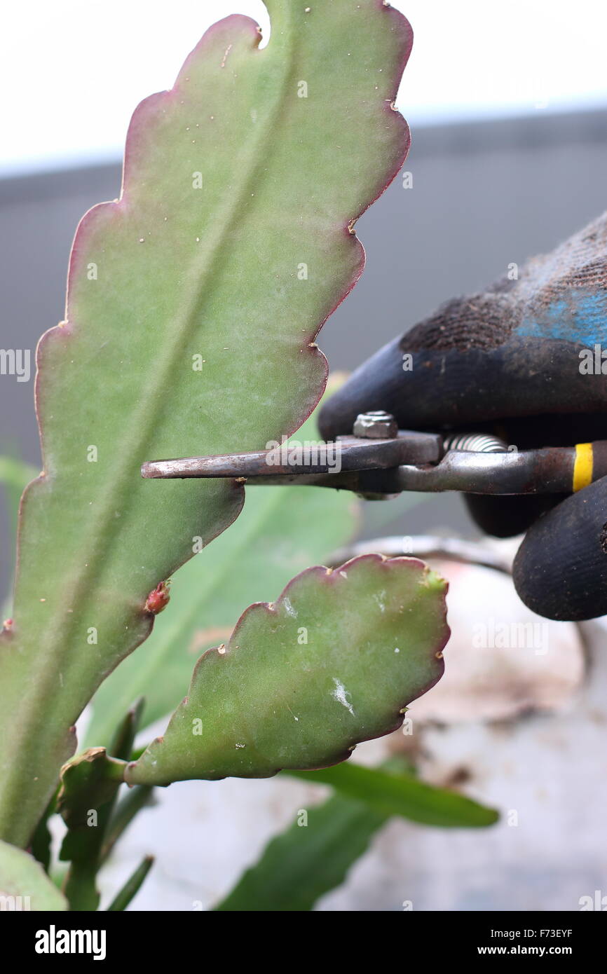 Cutting Epiphyllum or also known as Orchid cactus Stock Photo