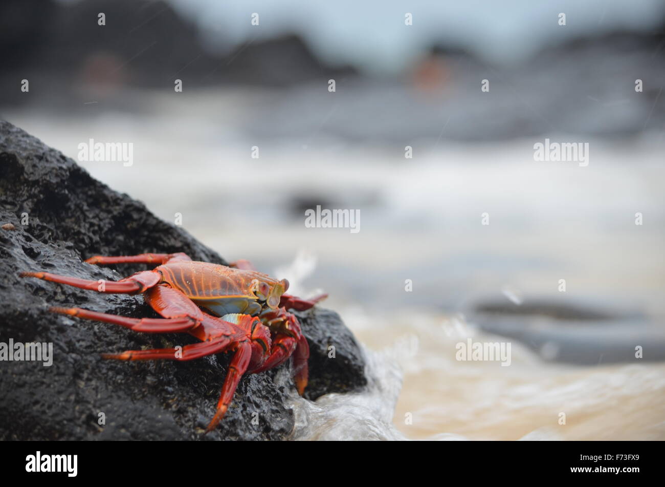 Sally lightfoot crabs (Grapsus grapsus) walk across volcanic rocks in the Galapagos Islands. Stock Photo