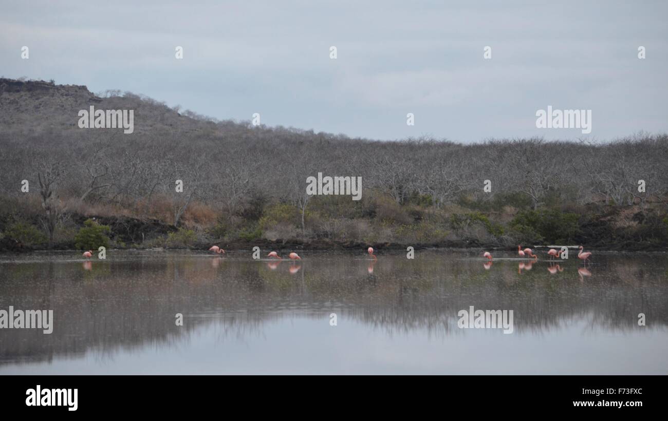The tree lined lagoon of Cerro Brujo (Witch Hill), on San Cristobal