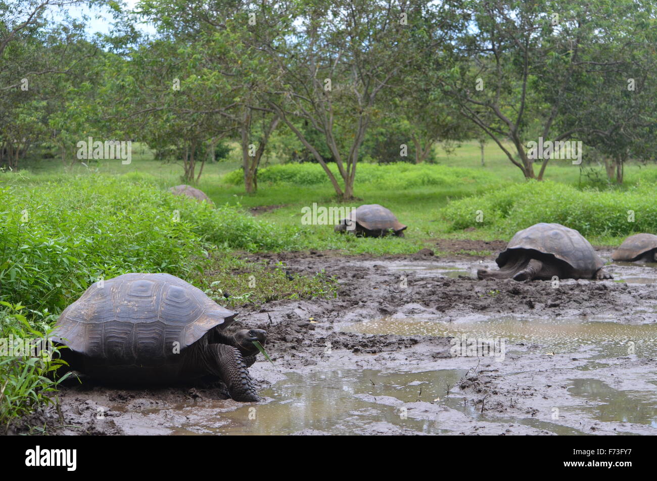 Galapagos Giant Tortoise at the El Chato / Los Primativos ranch on Santa Cruz, Galapagos Islands Stock Photo