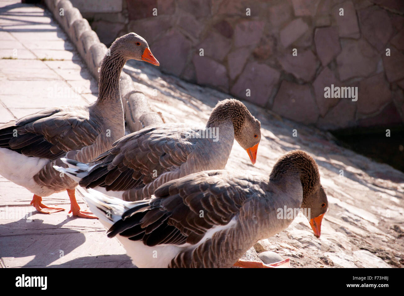 Three gooses in a park ready to get in the water Stock Photo