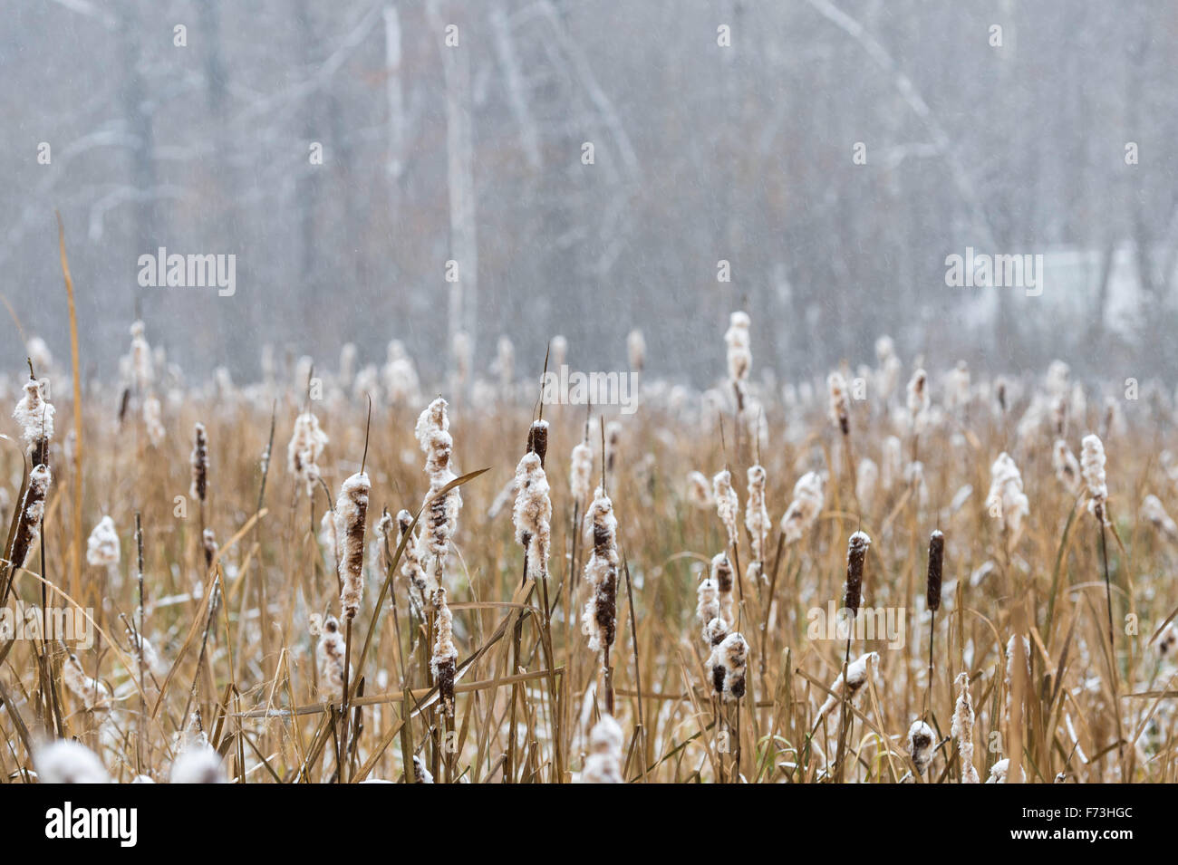 Reed and cane hi-res stock photography and images - Alamy