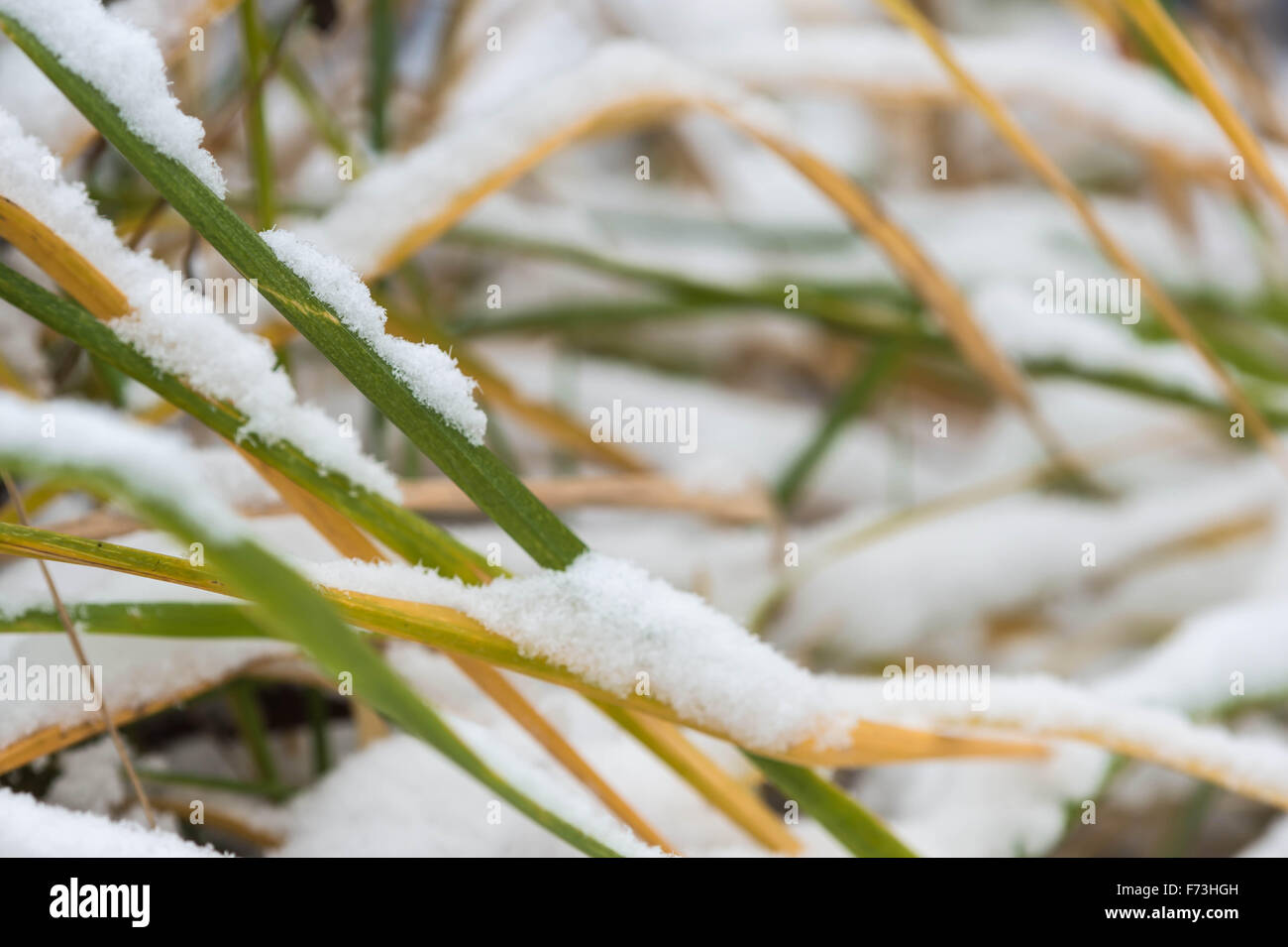 Green grass under the first snow close up Stock Photo - Alamy