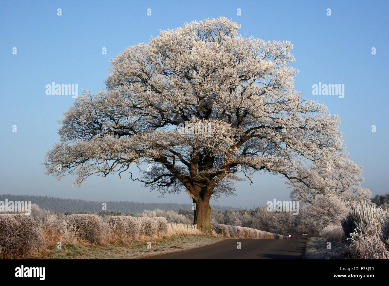Frost rimed tree, Penrith, Cumbria Stock Photo