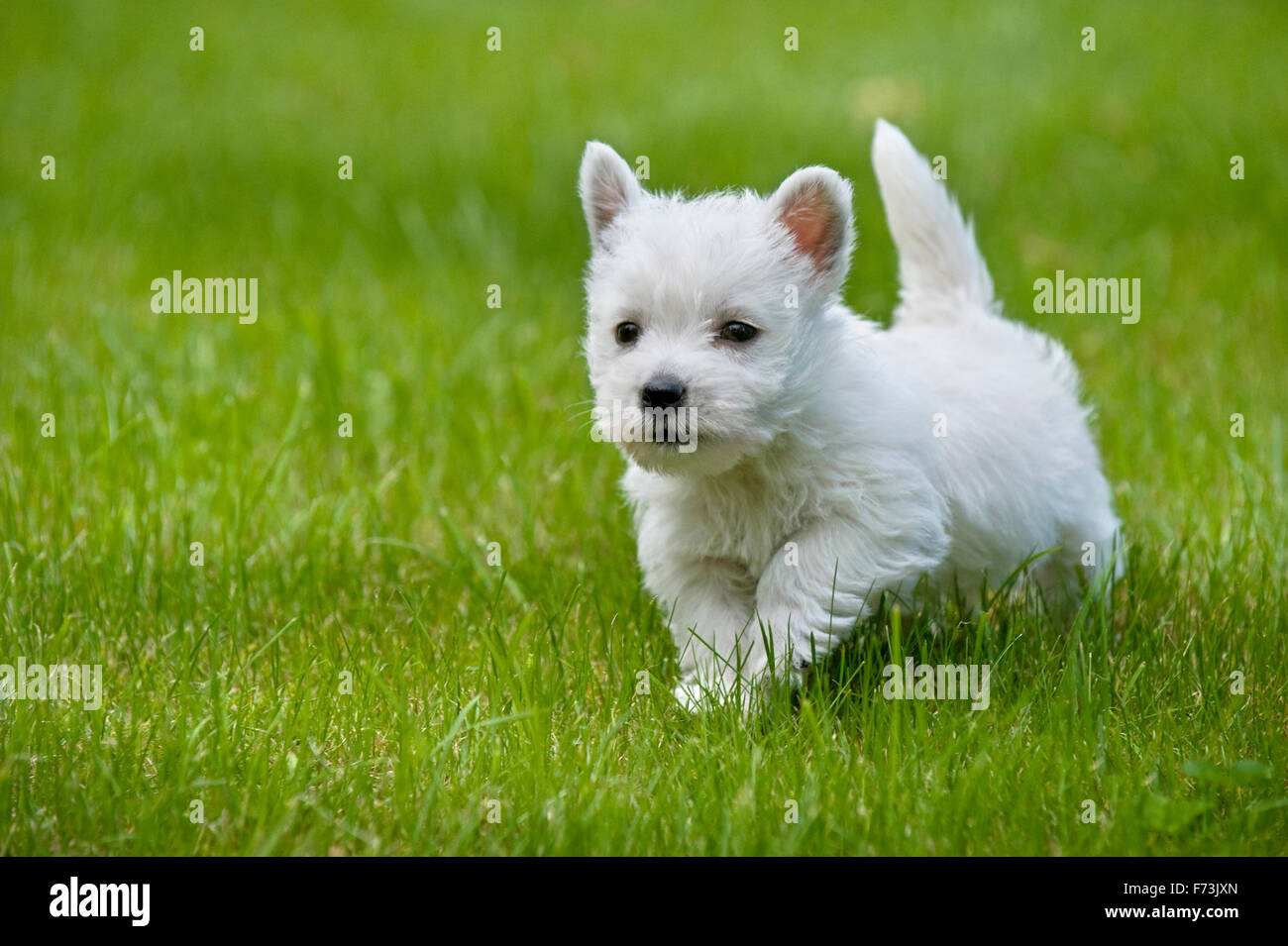 West Highland White Terrier Puppies Wallpaper - View #10