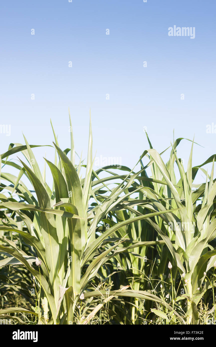 Green field of corn growing up, stock photo Stock Photo