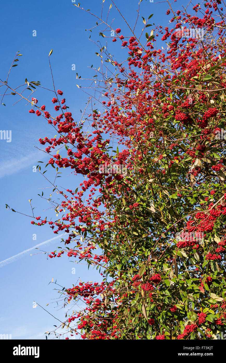 Red berries of a mature cotoneaster tree in urban landscaping Stock Photo