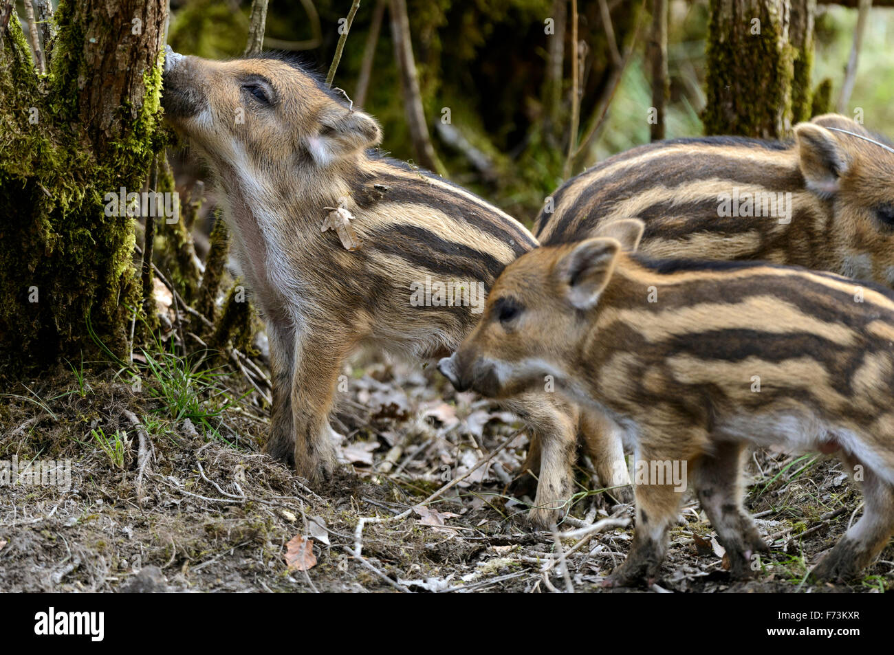 Wild Boar (Sus scrofa). Squeakers playing. Germany Stock Photo