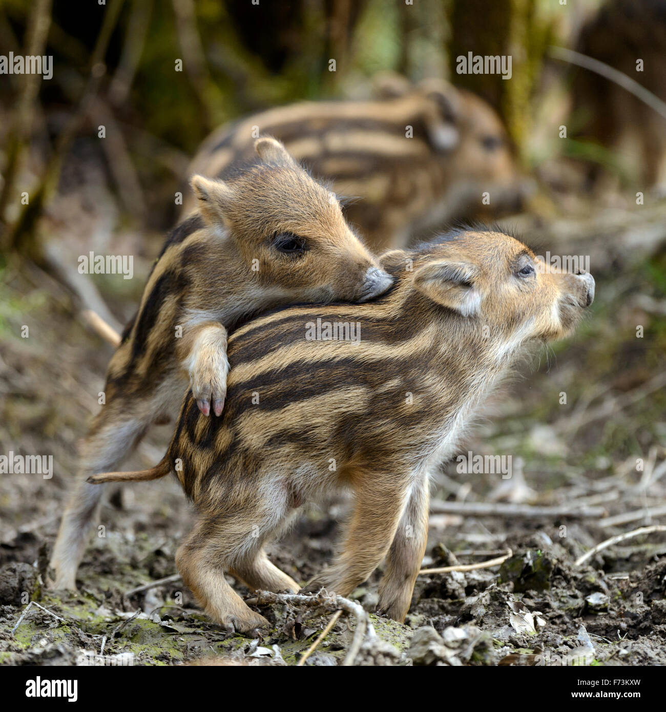 Wild Boar (Sus scrofa). Squeakers playing. Germany Stock Photo