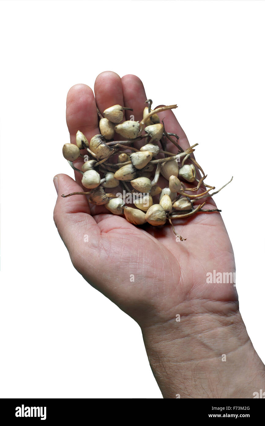 A handful of magic mushrooms. Washed and ready to eat... Stock Photo