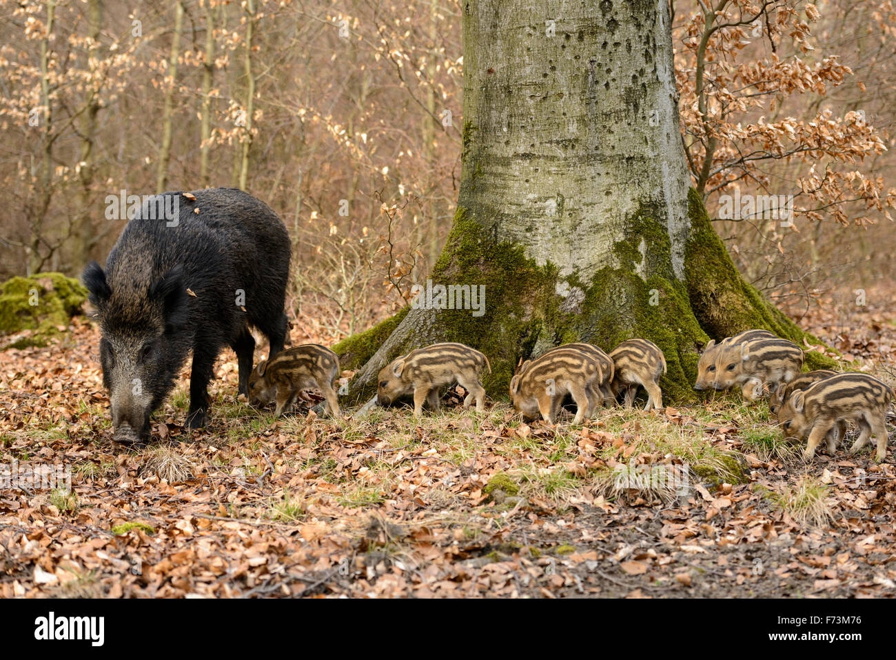 Wild Boar (Sus scrofa). Sow with squeakers. Germany Stock Photo