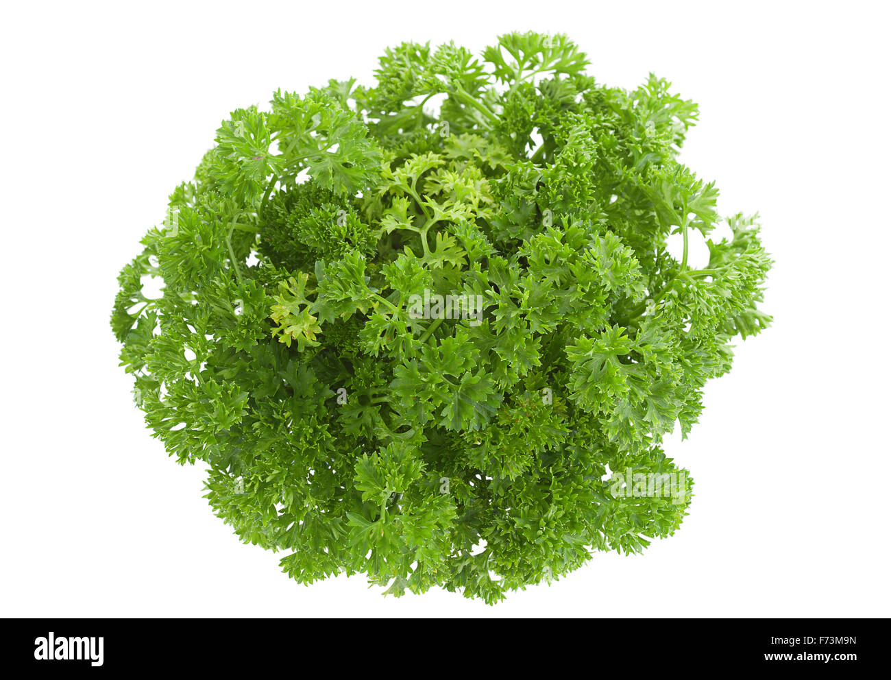 Curly parsley bunch closeup isolated on white Stock Photo Alamy