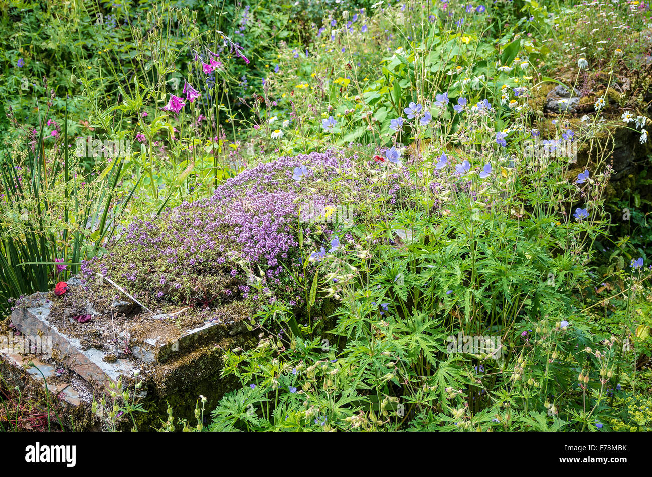 Thymus growing on top of an old wall in a wild garden in Devon UK Stock Photo