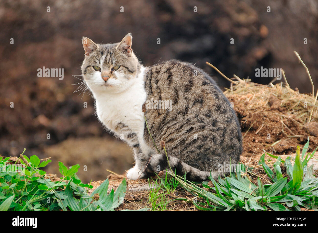 Domestic Cat. Tabby adult with white markings sitting next to English