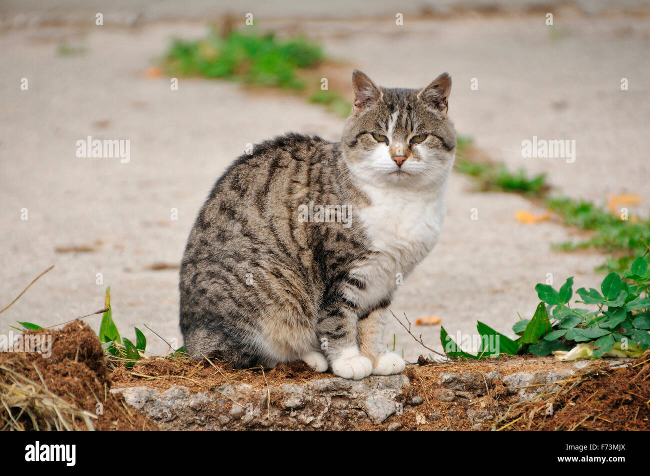 Domestic Cat. Tabby adult with white markings sitting on a wall