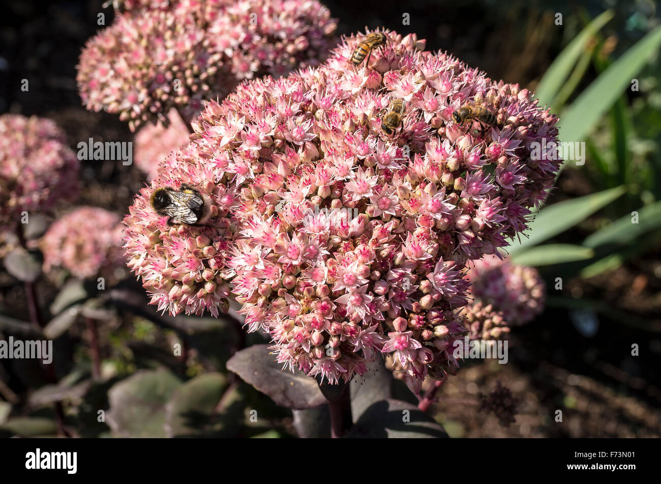 Wild bees attracted to flowering head of Sedum Matrona in October Stock Photo