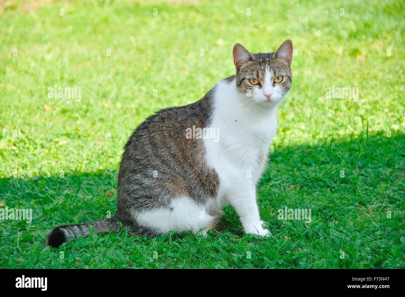 Domestic Cat. Tabby adult with white markings sitting on a lawn