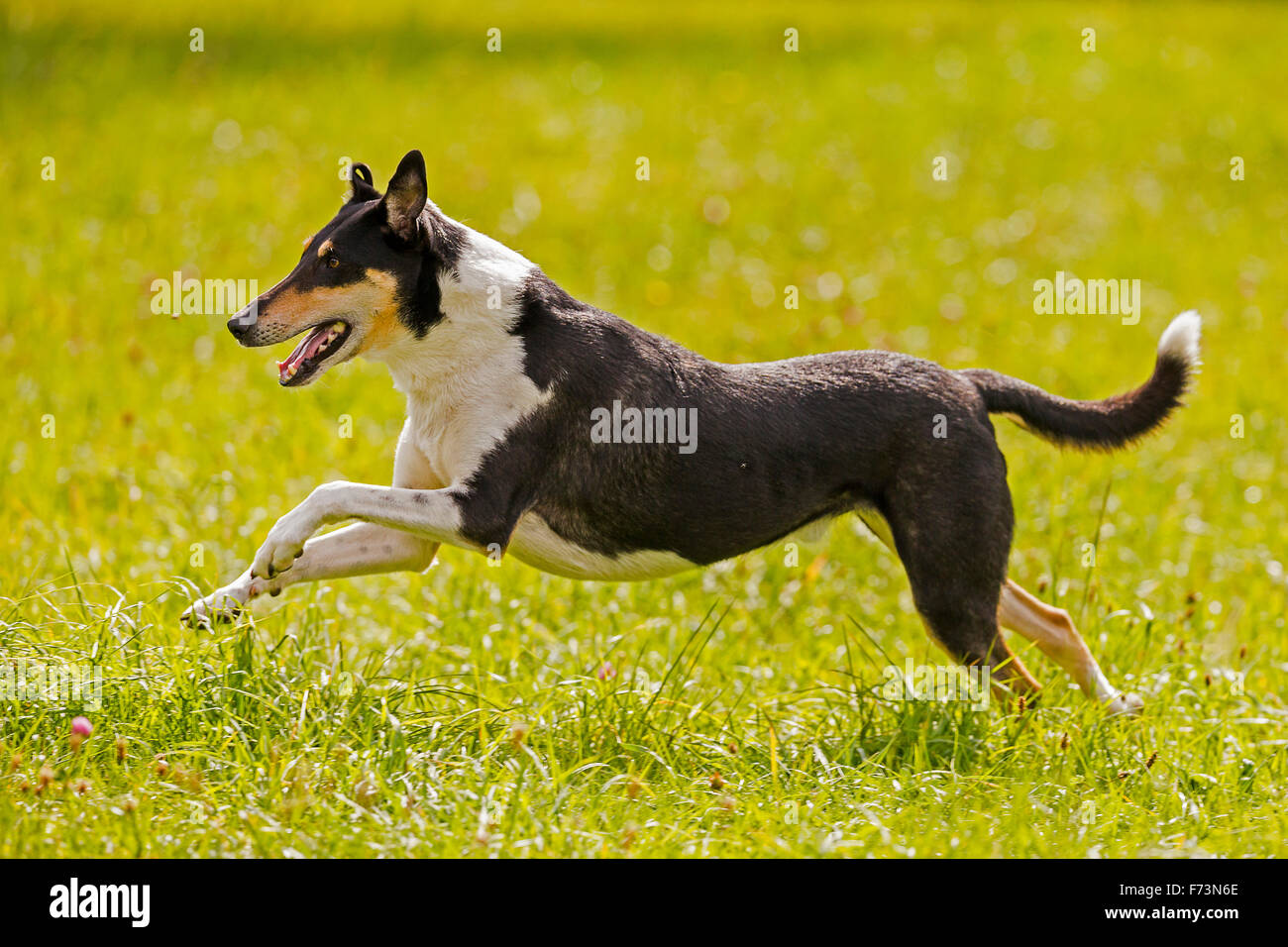 Smooth Collie running on meadow. Germany Stock Photo