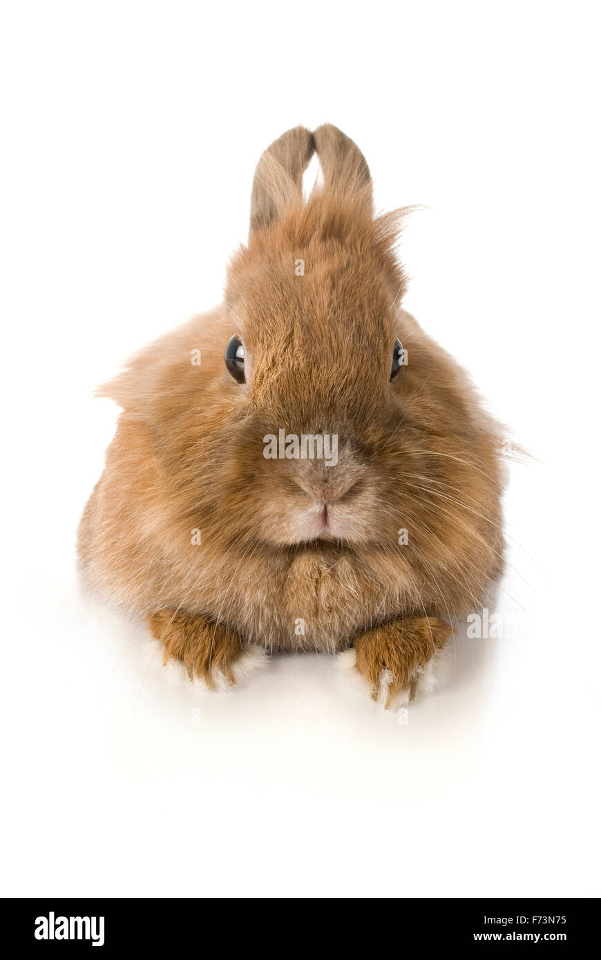 Dwarf rabbit. Brown rabbit seen from above. Studio picture against a ...