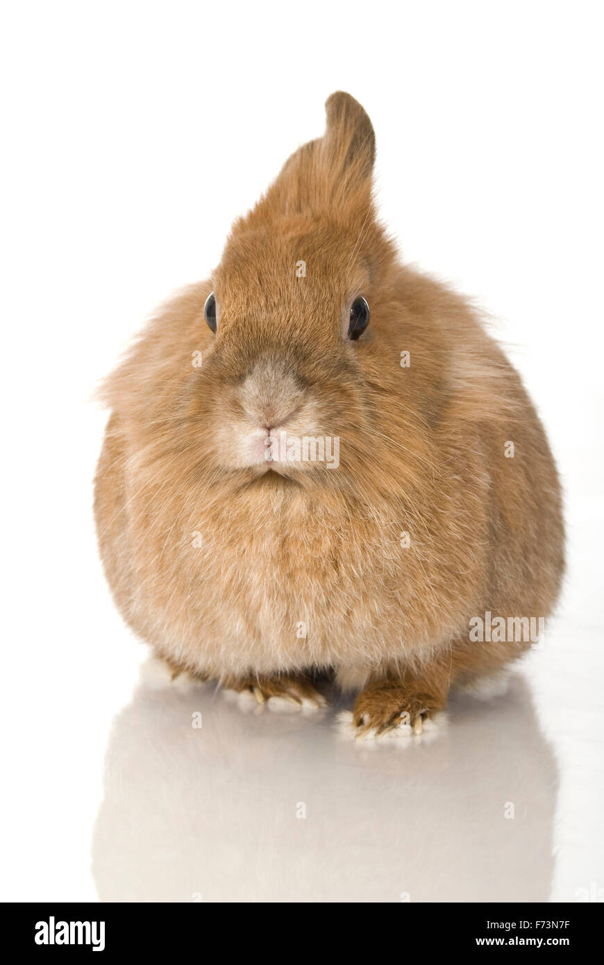 Dwarf rabbit. Brown rabbit seen head-on. Studio picture against a white ...