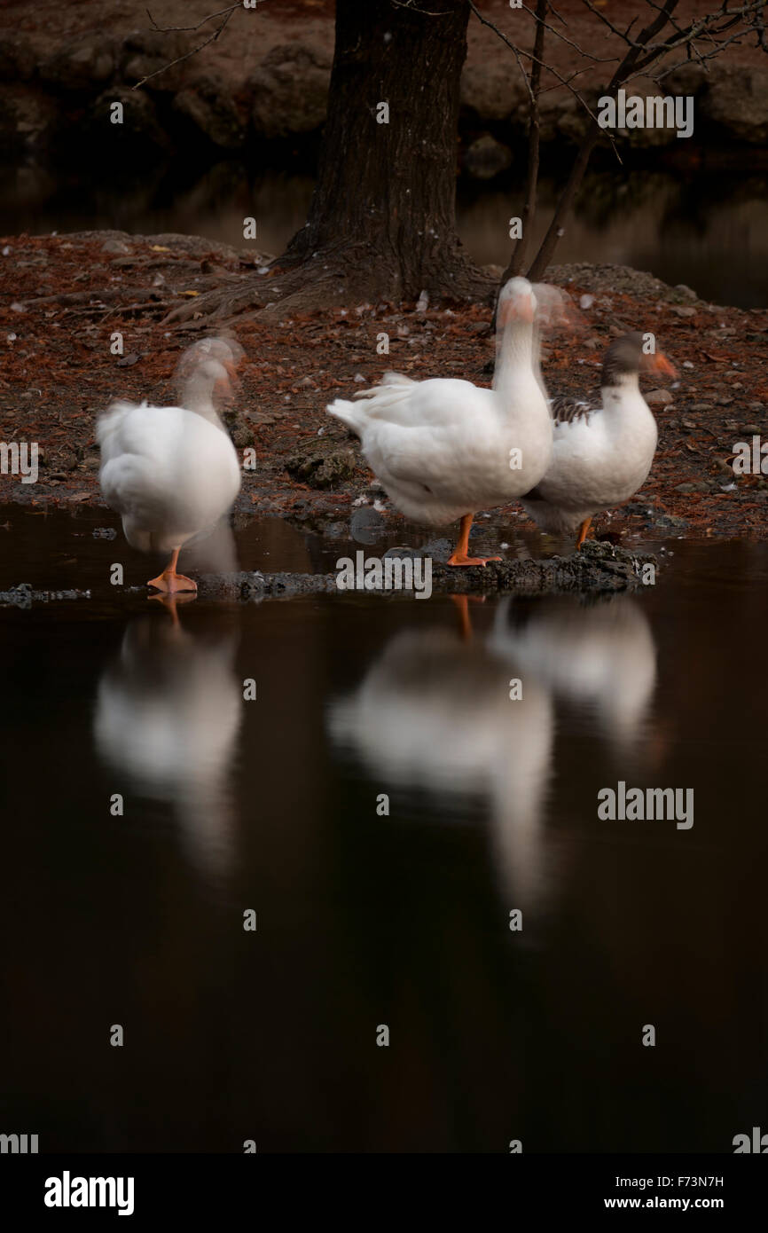 Gooses near lake water Stock Photo