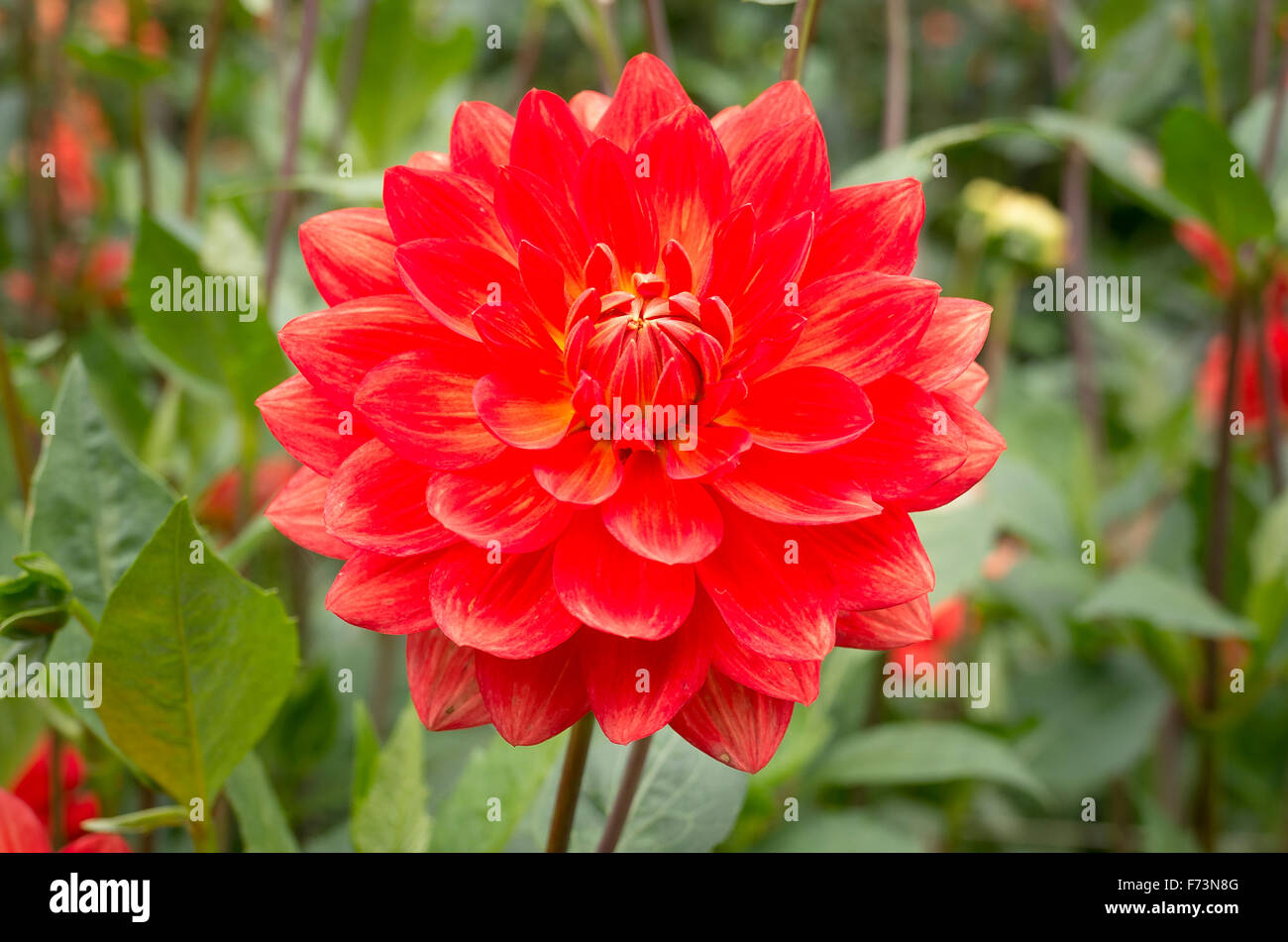 Dahlia Taratahi Ruby in flower in September UK Stock Photo