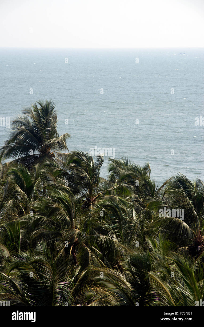 Coconut palms tree, velneshwar, maharashtra, india, asia Stock Photo