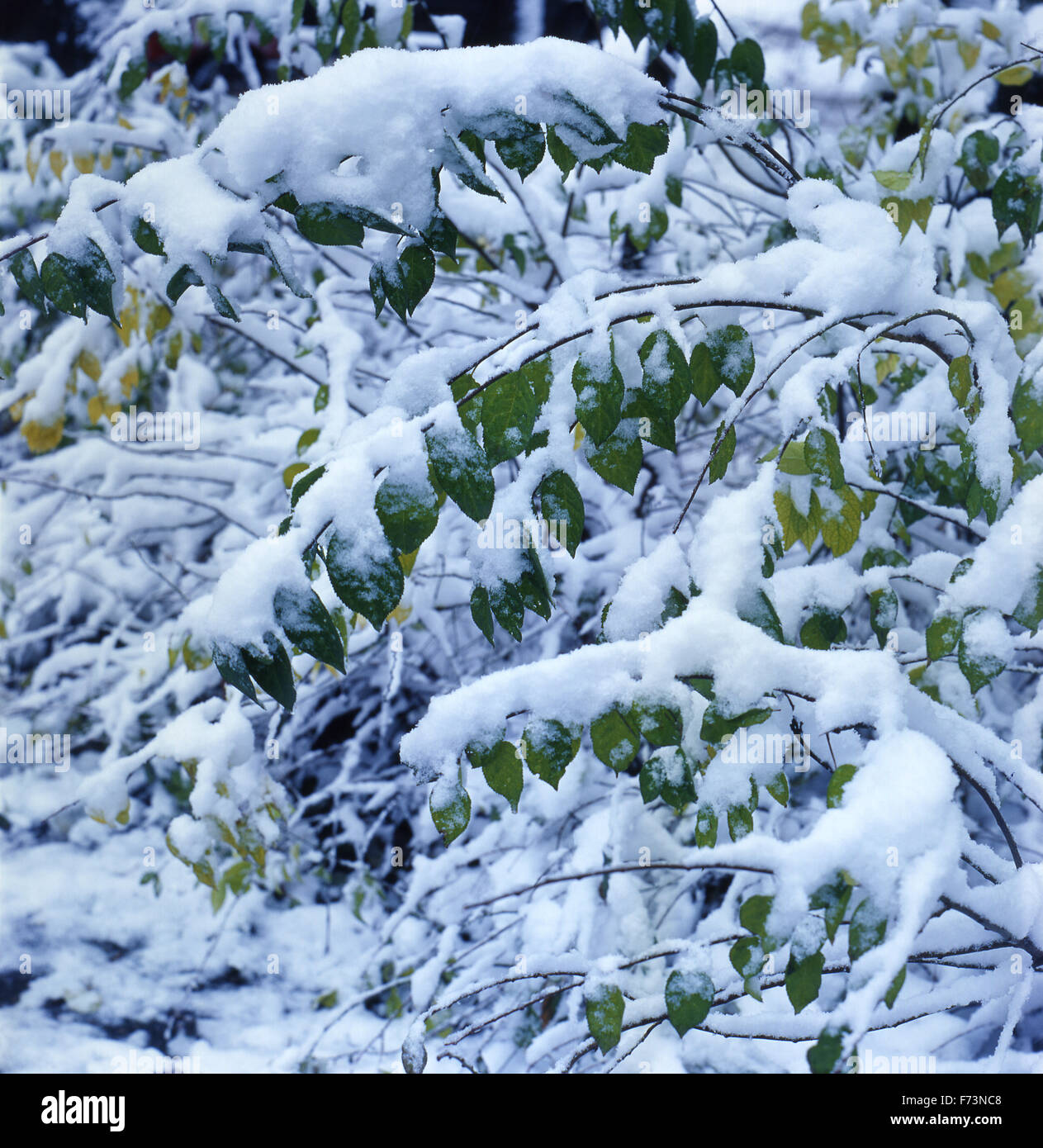 The branches of a bush of a spirea (Spiraea) covered with snow. square format. Stock Photo