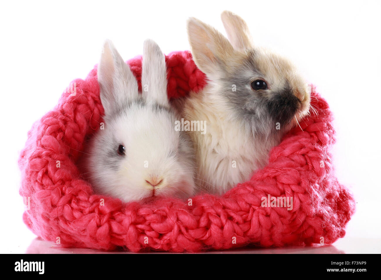 Dwarf rabbit. Two rabbits in a red wool cap. Studio picture against a white background Stock Photo