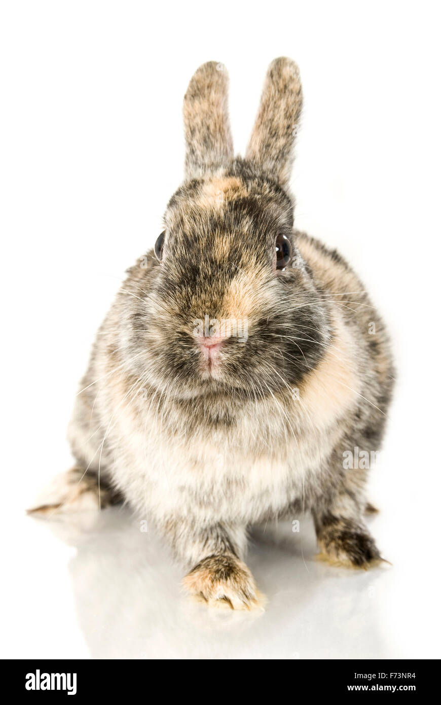 Dwarf Rabbit Netherland Dwarf Rabbit Sitting Seen Head On