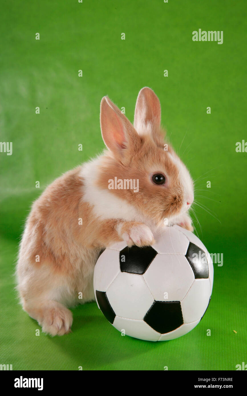 dwarf-rabbit-young-rabbit-with-football-