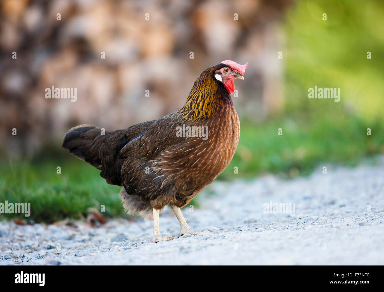 Domestic Chicken, breed: Brown Leghorn. Hen standing, seen side-on. Germany Stock Photo