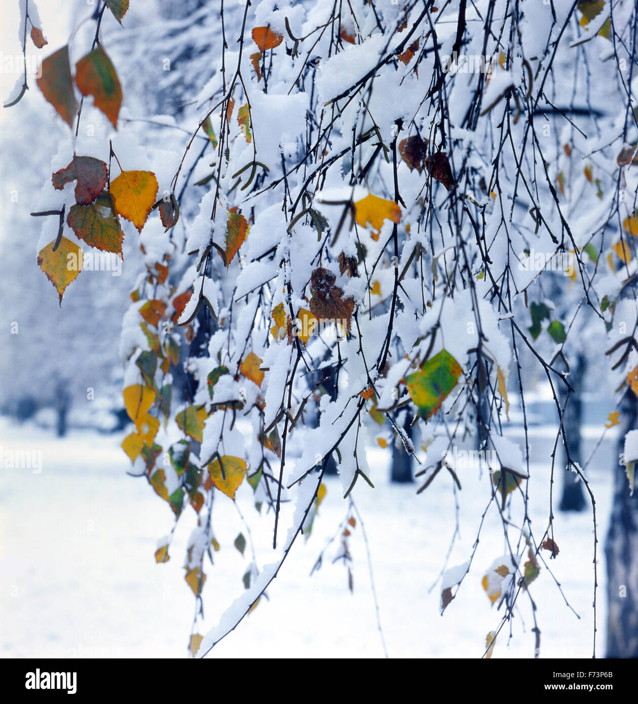 Snow Square Format The birch branches covered with snow. square format Stock Photo - Alamy