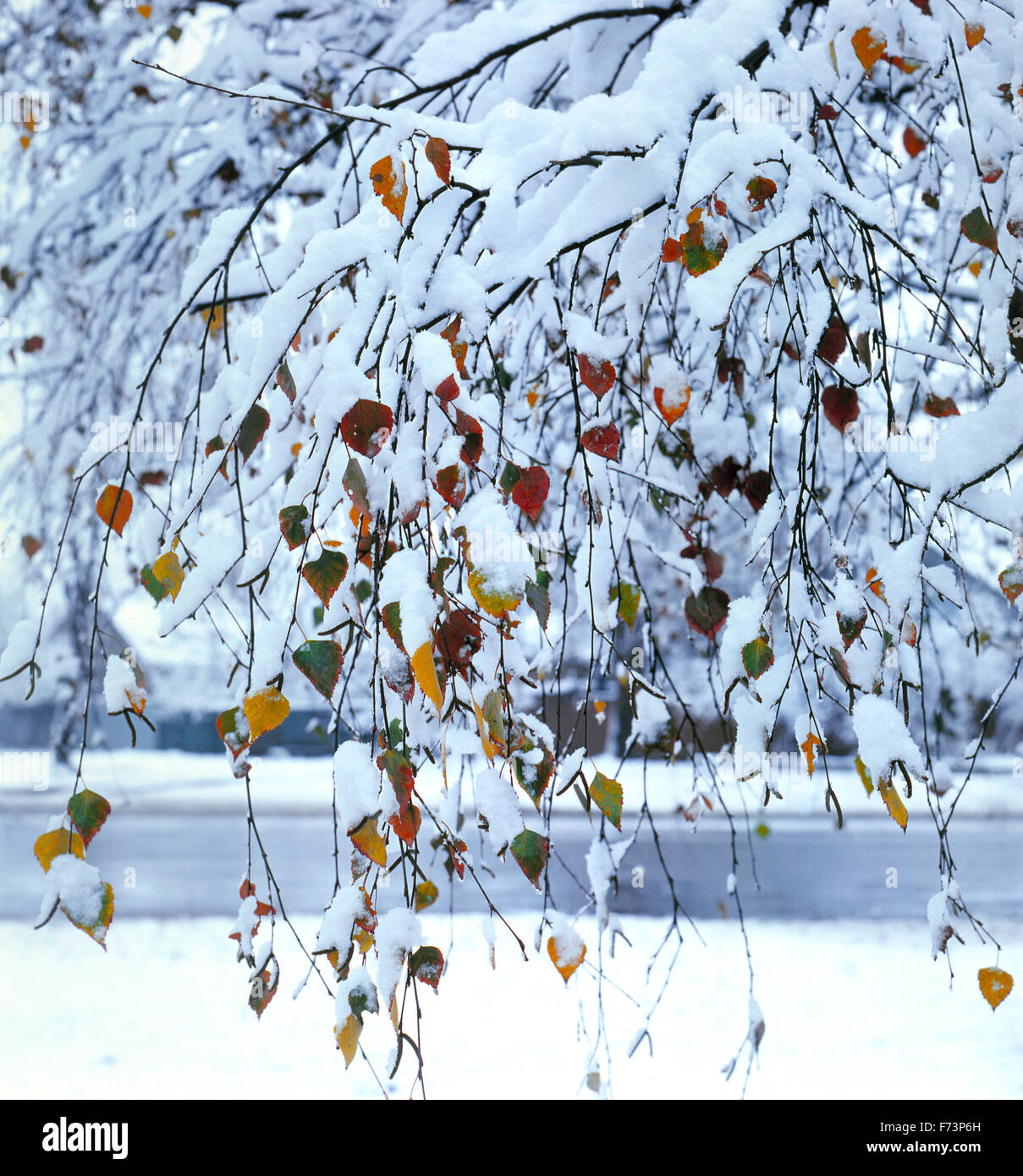 Snow Square Format The birch branches covered with snow. square format Stock Photo - Alamy