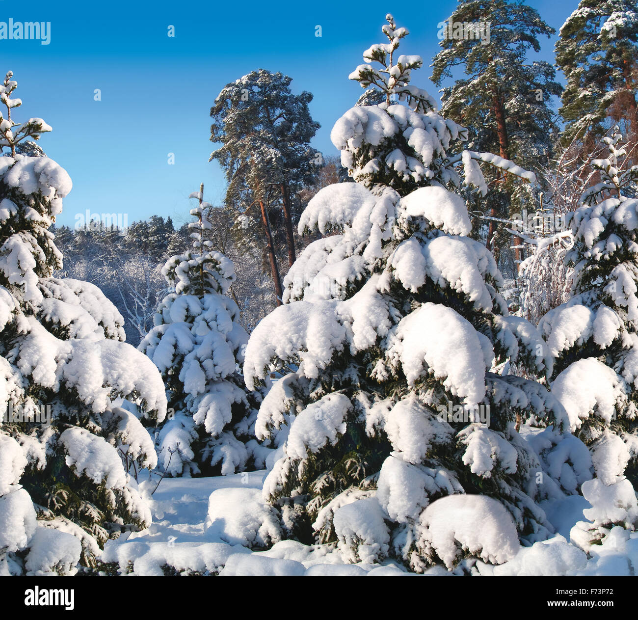 Fir-trees under snow. Sunny day. Square format. Stock Photo