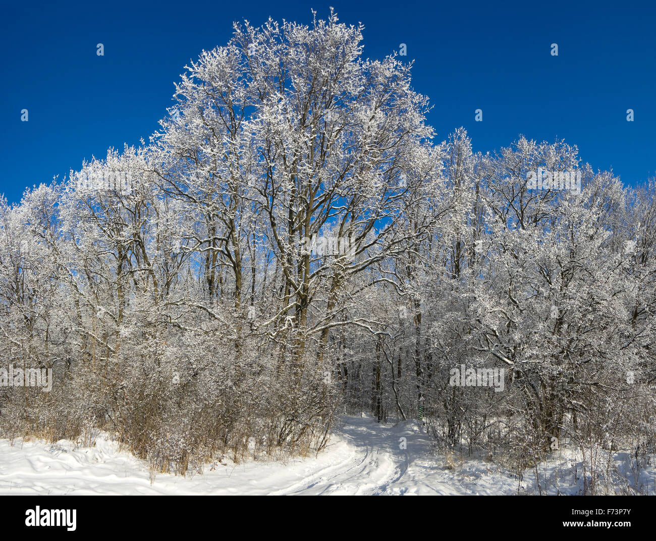 Trees under snow. Sunny day. Horizontal format, Stock Photo