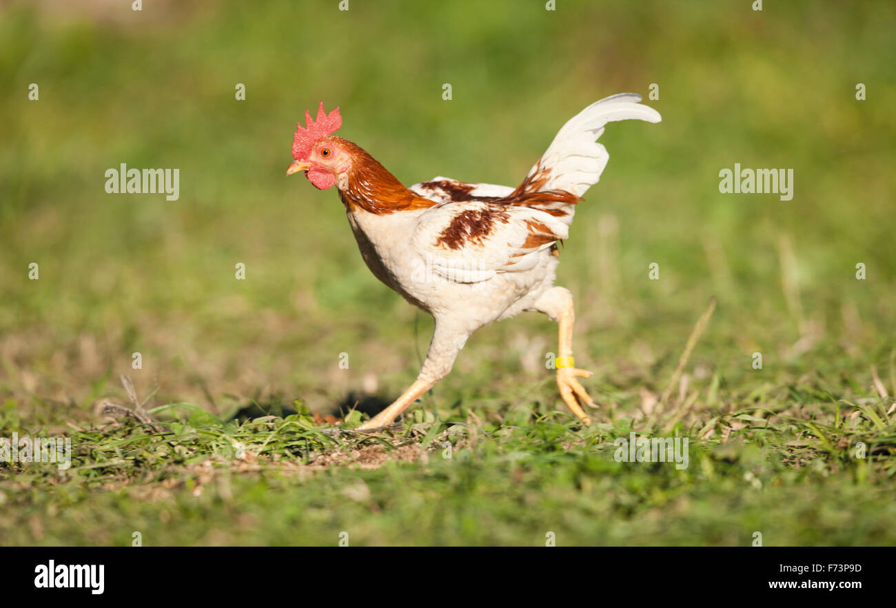 Domestic Chicken, breed: Old English Game Bantam. Cock running on grass  Germany Stock Photo - Alamy