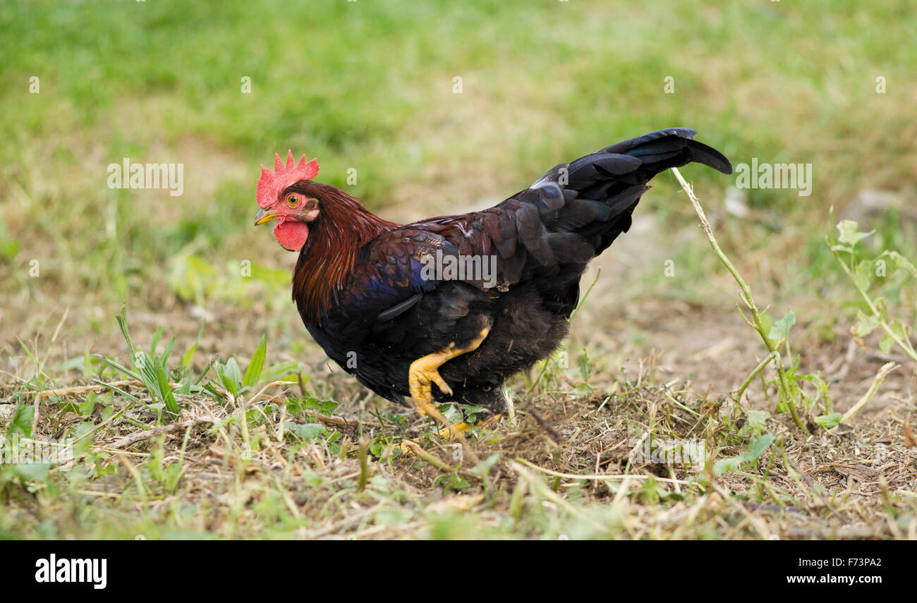 Domestic Chicken, breed: Brown Leghorn Bantam walking in grass. Germany Stock Photo