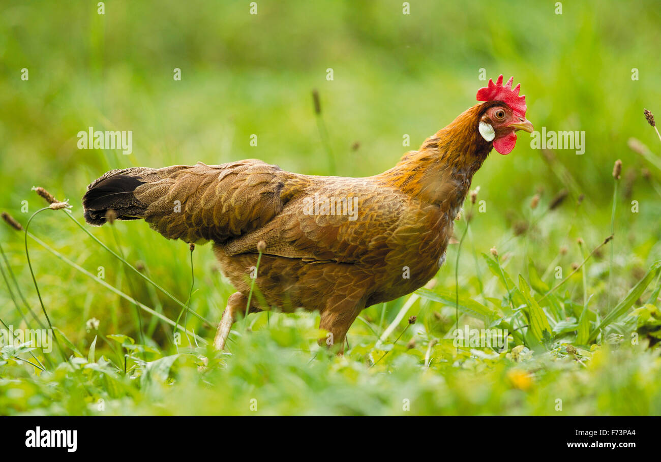 Domestic Chicken, breed: Brown Leghorn Bantam. Henwalking in grass. Germany Stock Photo