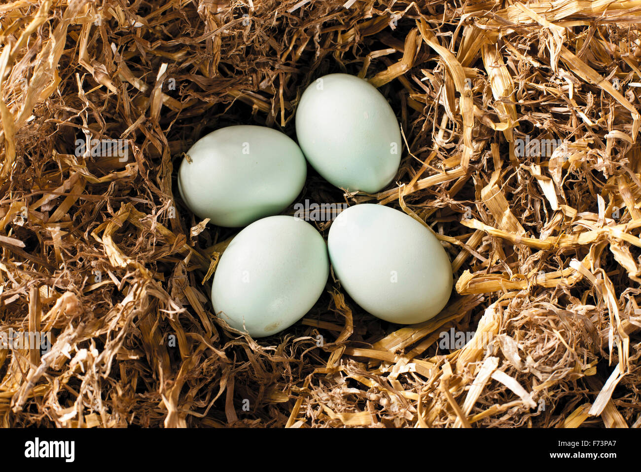 Araucana Chicken. Clutch of eggs in straw. Germany Stock Photo Alamy