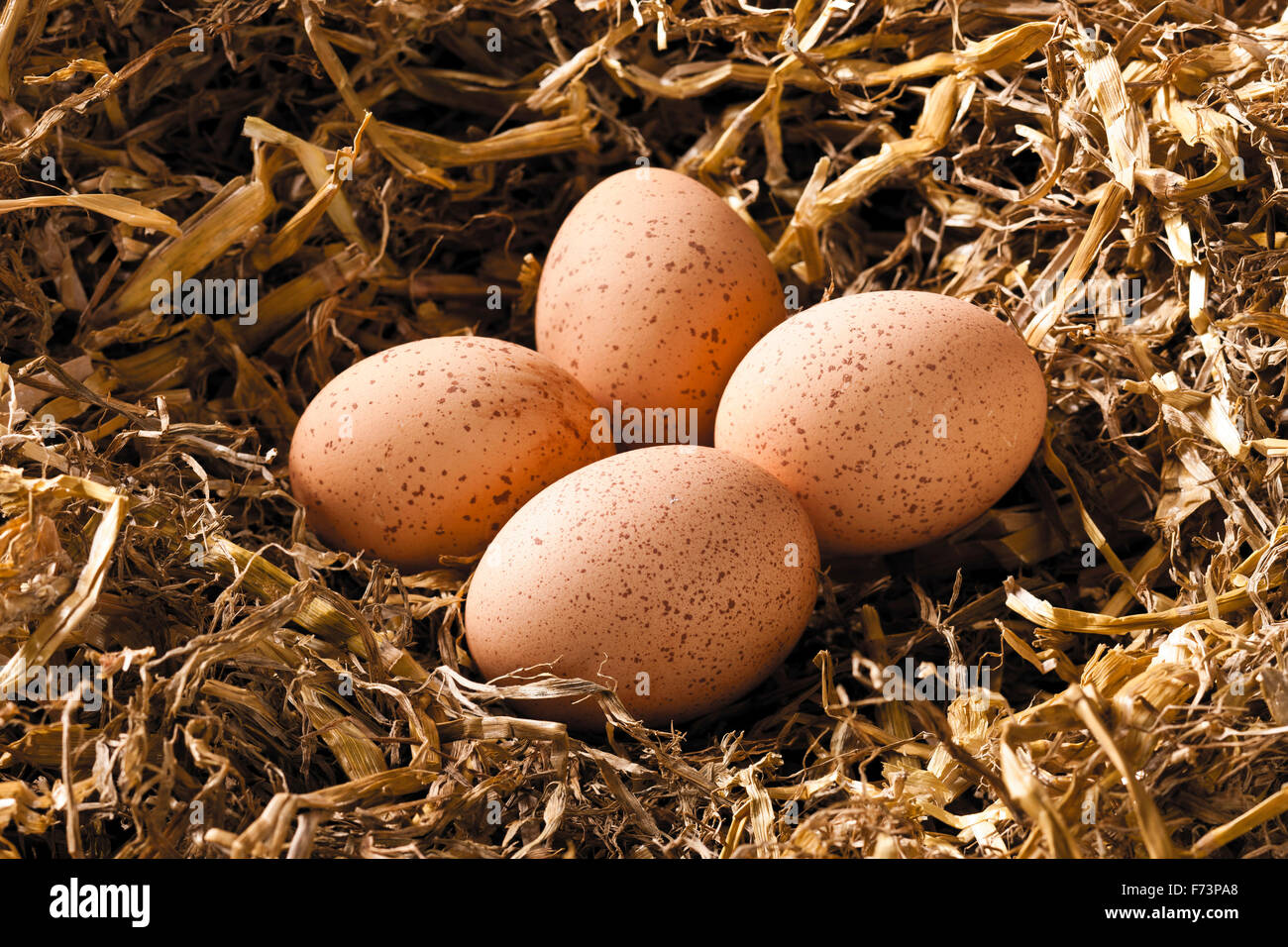 Welsummer Bantam Chicken. Clutch of eggs in straw. Germany Stock Photo