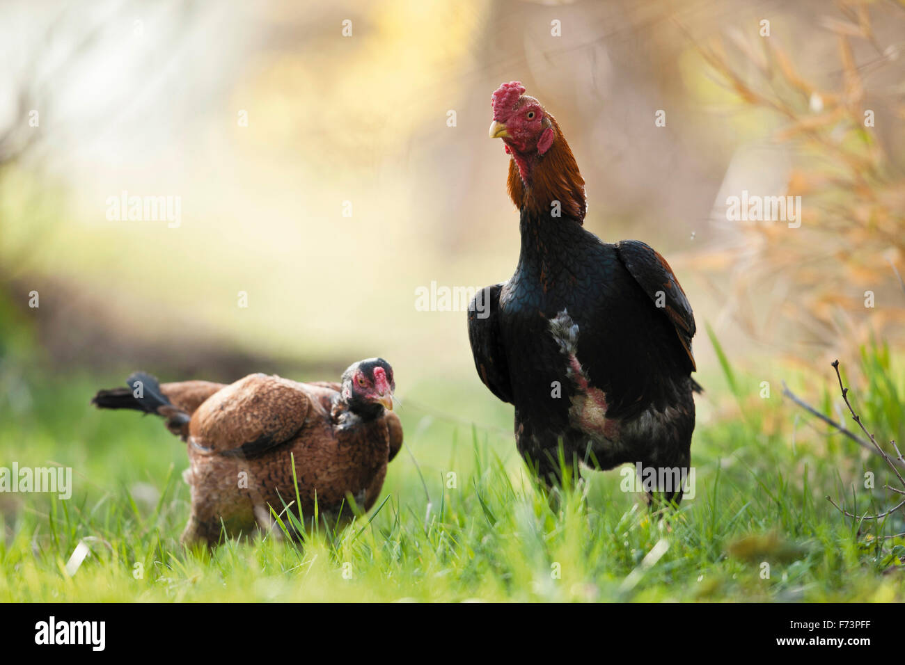 Asil Hen Asil Hen Poultry Farming Chicken Breeds Stock Illustration
