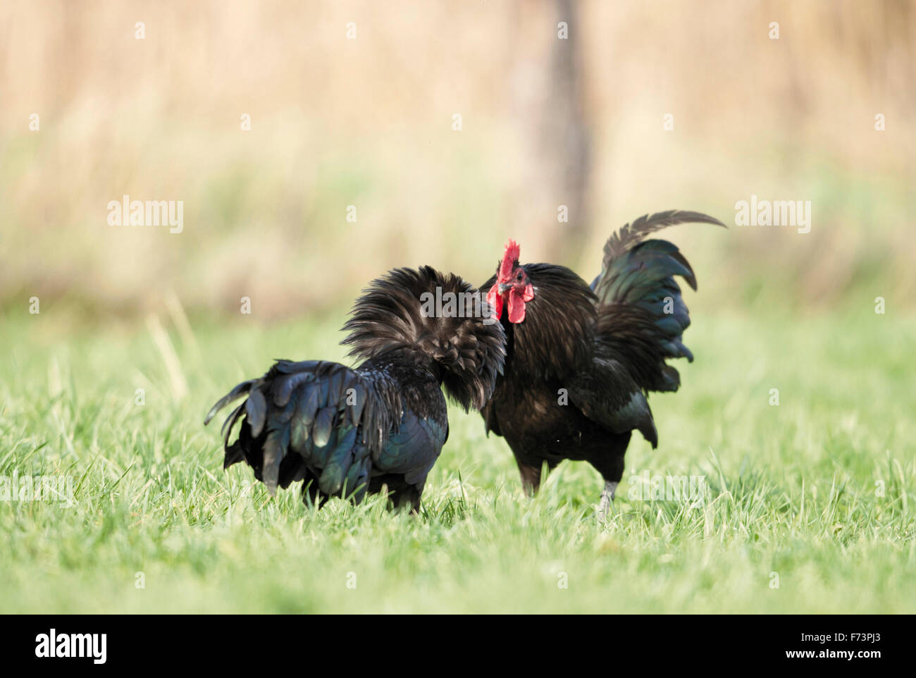 Astralorp Bantam. Roosters fighting on a meadow. Germany Stock Photo