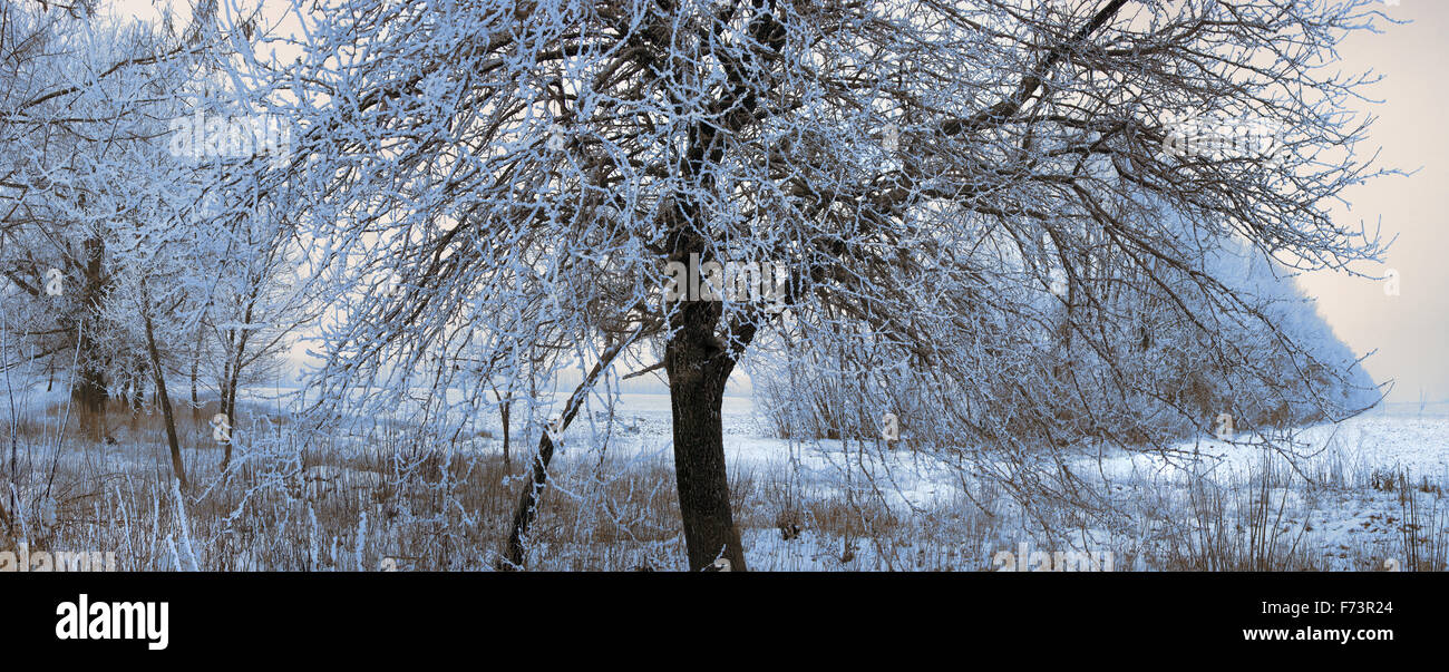 Trees under snow. Sunny day. Horizontal format, Stock Photo