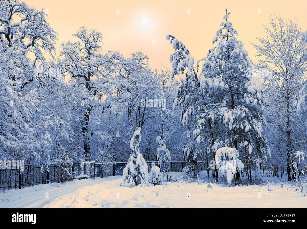 Fir-trees under snow. Sunny day. Horizontal format. Stock Photo